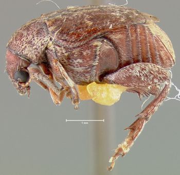 Media type: image; Entomology 25057   Aspect: habitus lateral view